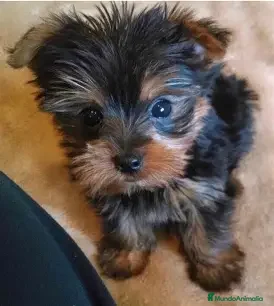 Yorkshire Terrier perros YORKSHIRE - HEMBRA - Anuncio 1