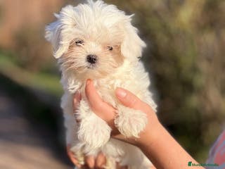 Bichón Maltés perros BICHÓN MALTES HEMBRA TOY AMERICANA en Barcelona - Anuncio 34