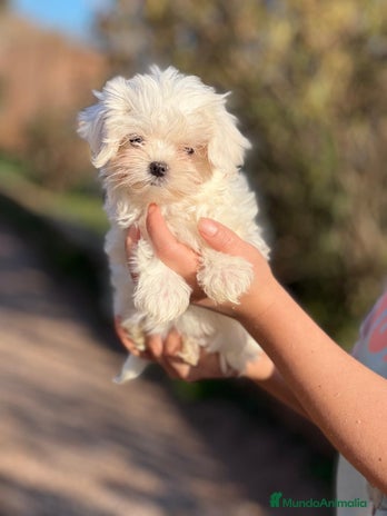 Bichón Maltés perros en Barcelona - Anuncio 9