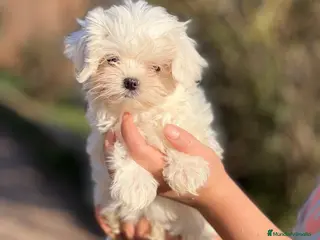 Bichón Maltés perros BICHÓN MALTES HEMBRA TOY AMERICANA en Barcelona - Anuncio 12