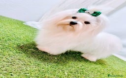 Bichón Maltés perros en venta: Bichón maltes toy - Imagen 5