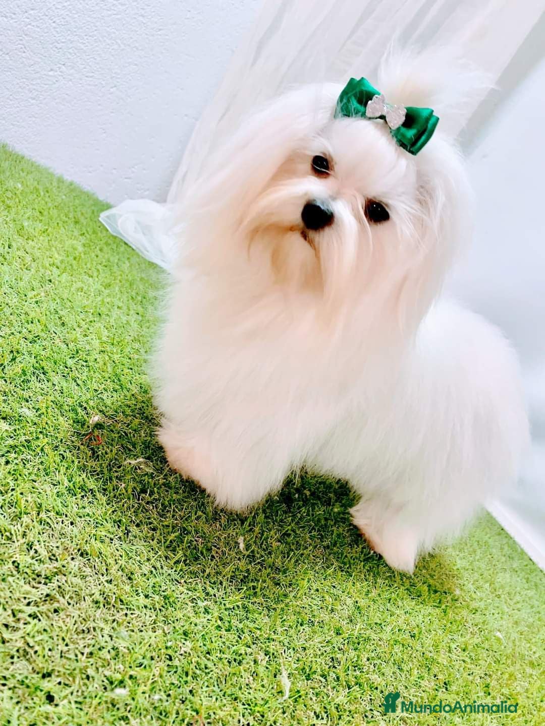 Bichón Maltés perros en venta: Bichón maltes toy - Imagen 5