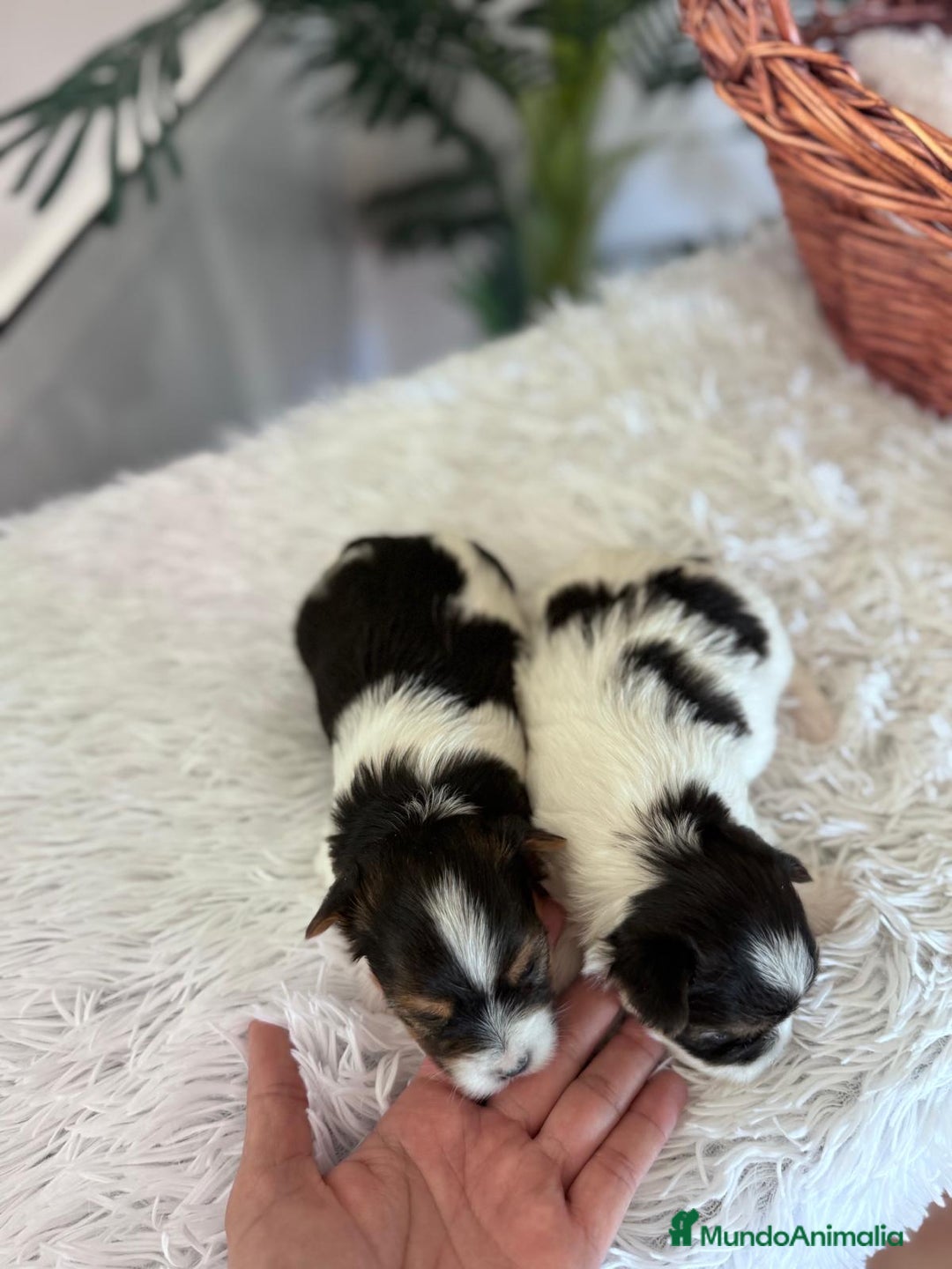 Yorkshire Terrier perros en venta: YORKSHIRE BIEWER - Anuncio 11