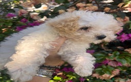 Caniche Toy perros en venta: Caniche toy - Imagen 1