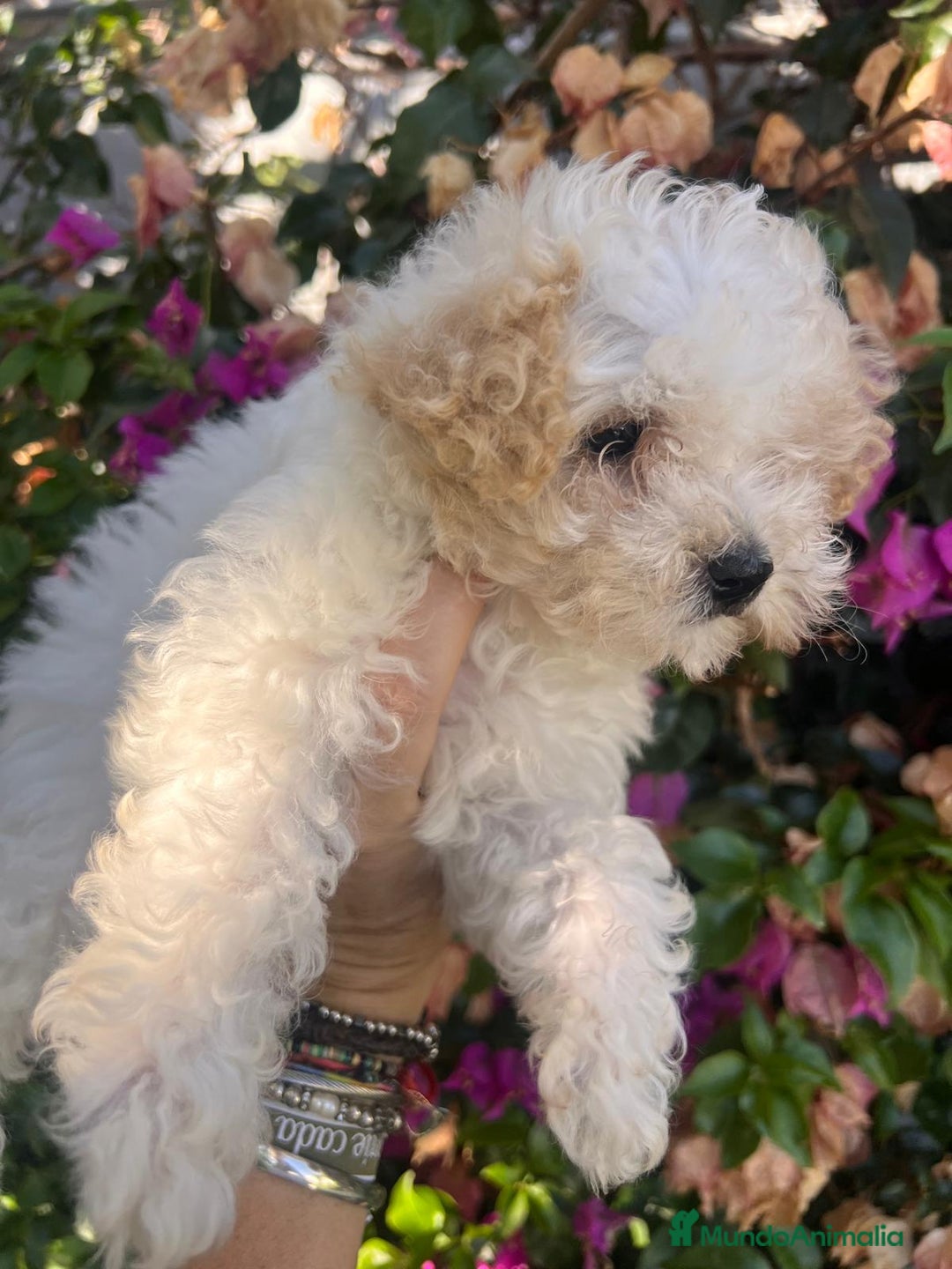 Caniche Toy perros en venta: Caniche toy - Imagen 1