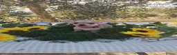 Chihuahua perros en venta: Chihuahuas toys - Anuncio 13