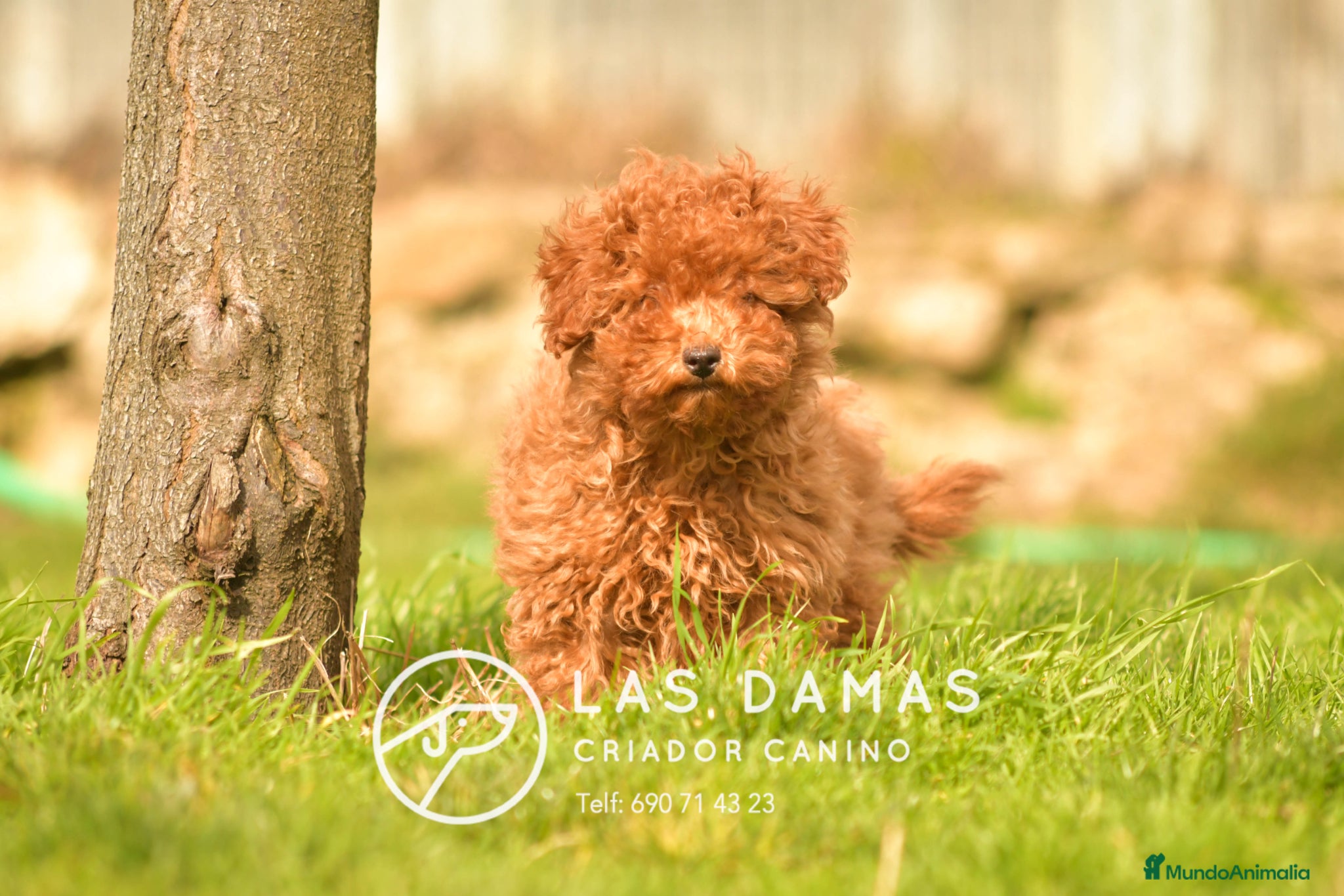 Caniche Enano perros Caniche Enano - Anuncio 1