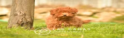 Caniche Enano perros en venta: Caniche Enano - Anuncio 1