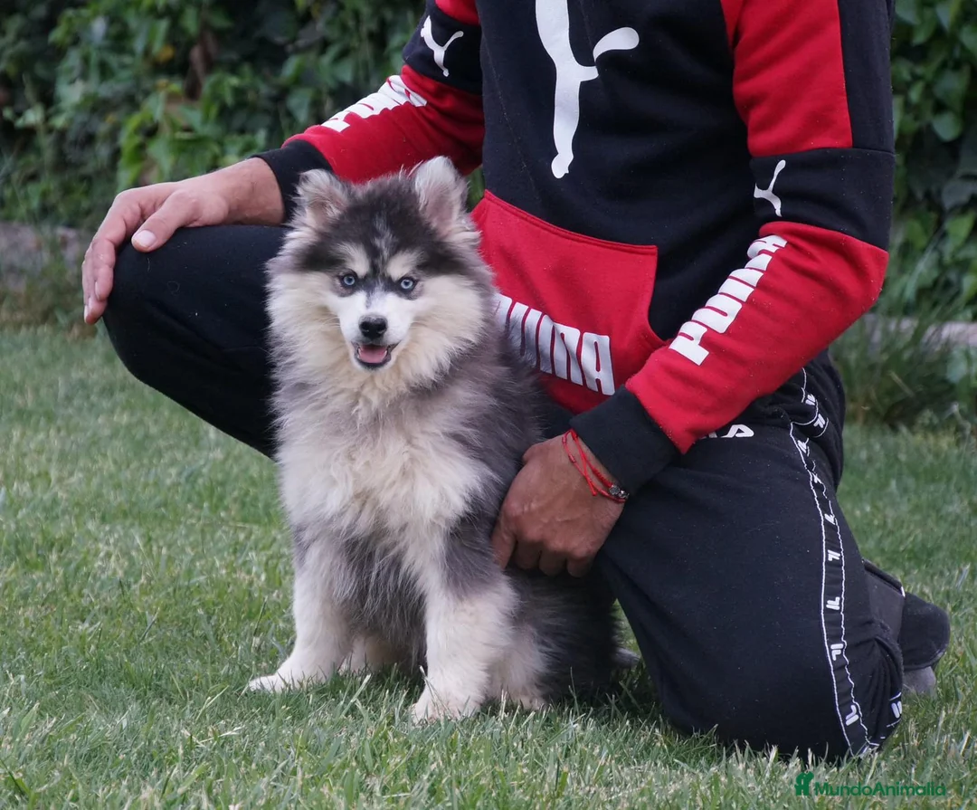 Imagen de galería {{count}}