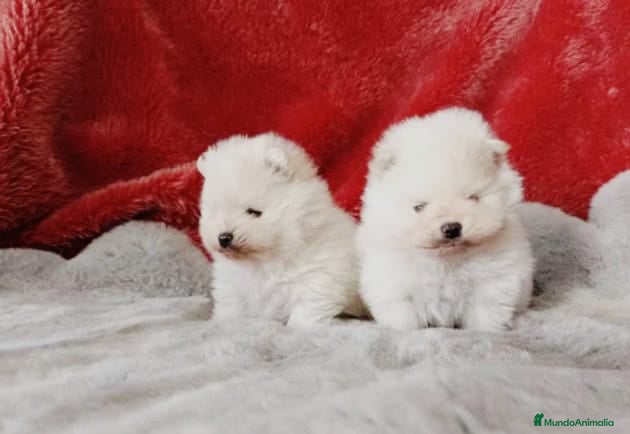 Pomerania perros Pomerania de Lulú toy - Anuncio 8