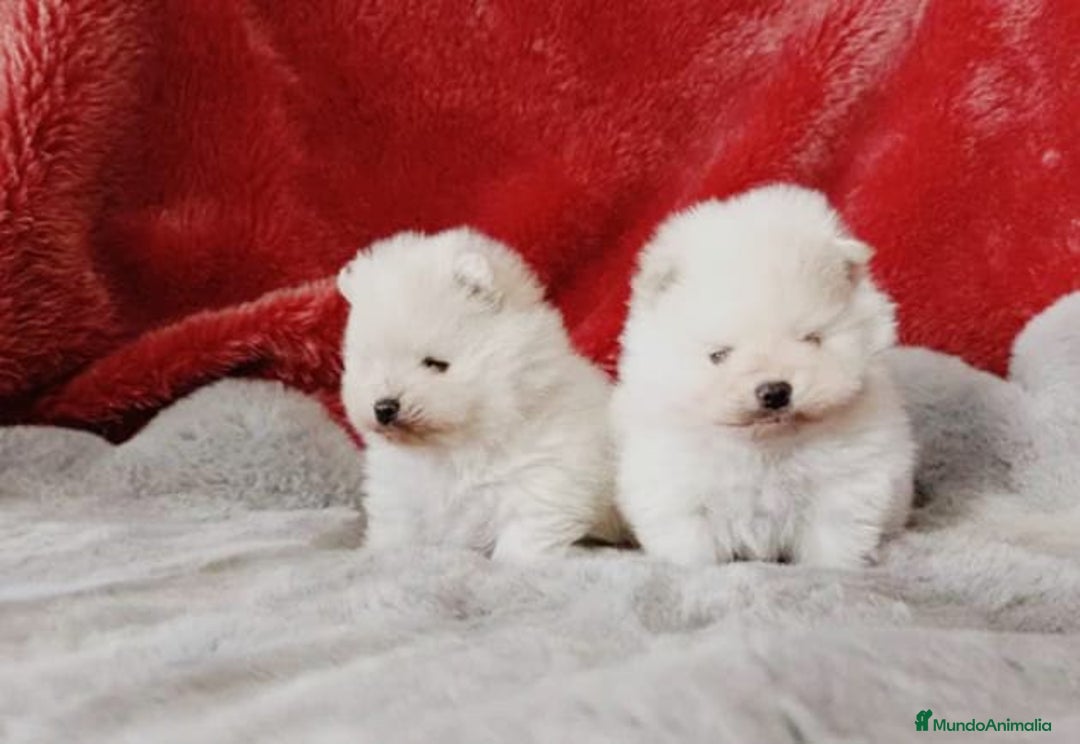 Pomerania perros en venta: Pomerania de Lulú toy - Anuncio 1