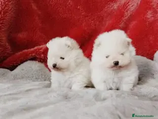 Pomerania perros Pomerania de Lulú toy - Anuncio 28