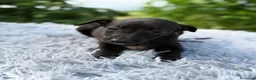 Pequeño Lebrel Italiano perros en venta: PEQUEÑO LEBREL ITALIANO PICCOLO - Anuncio 4