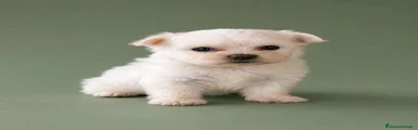 Bichón Maltés 1