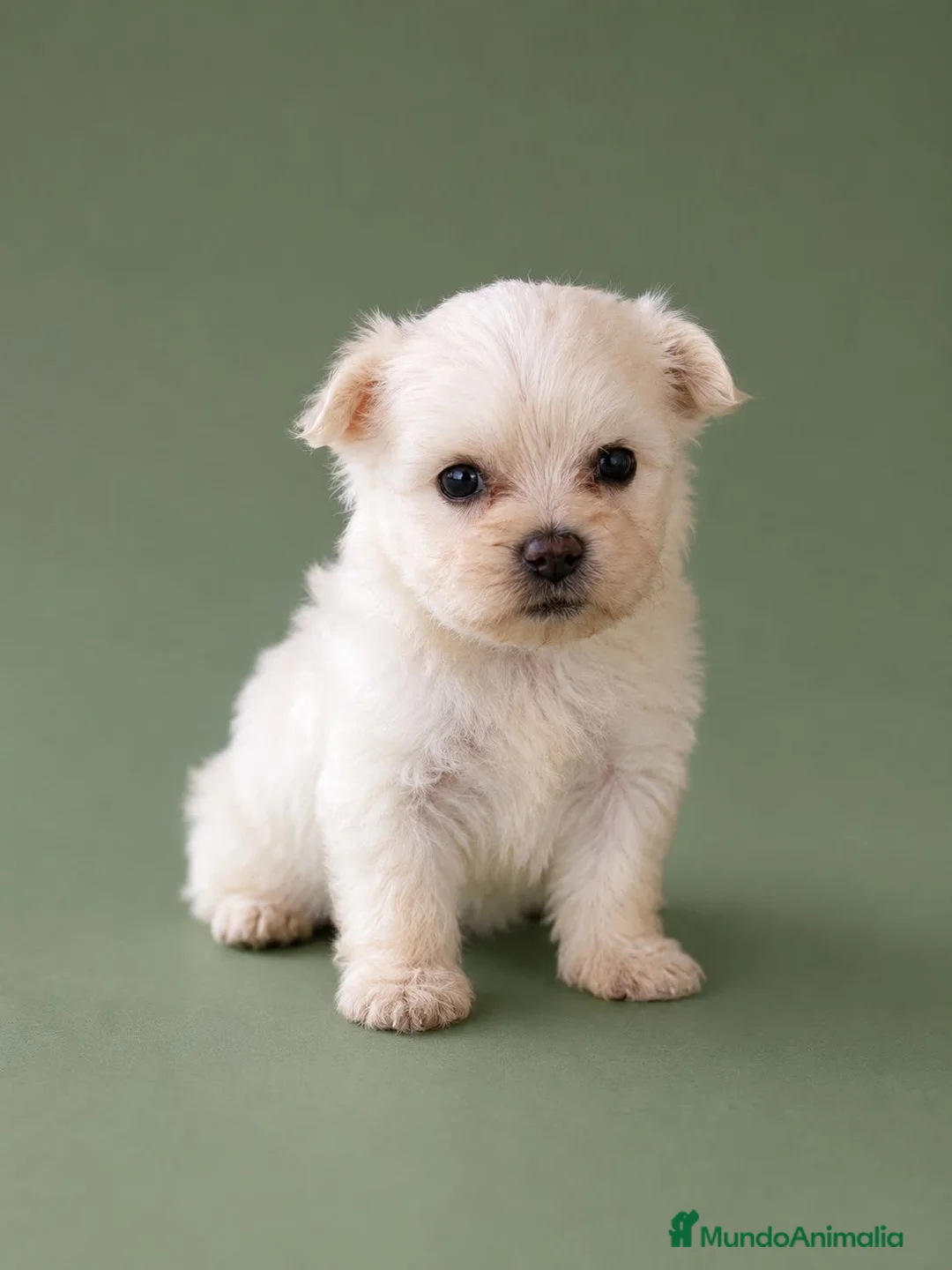Bichón Maltés perros en venta: Bichon Maltes toy  - Anuncio 2