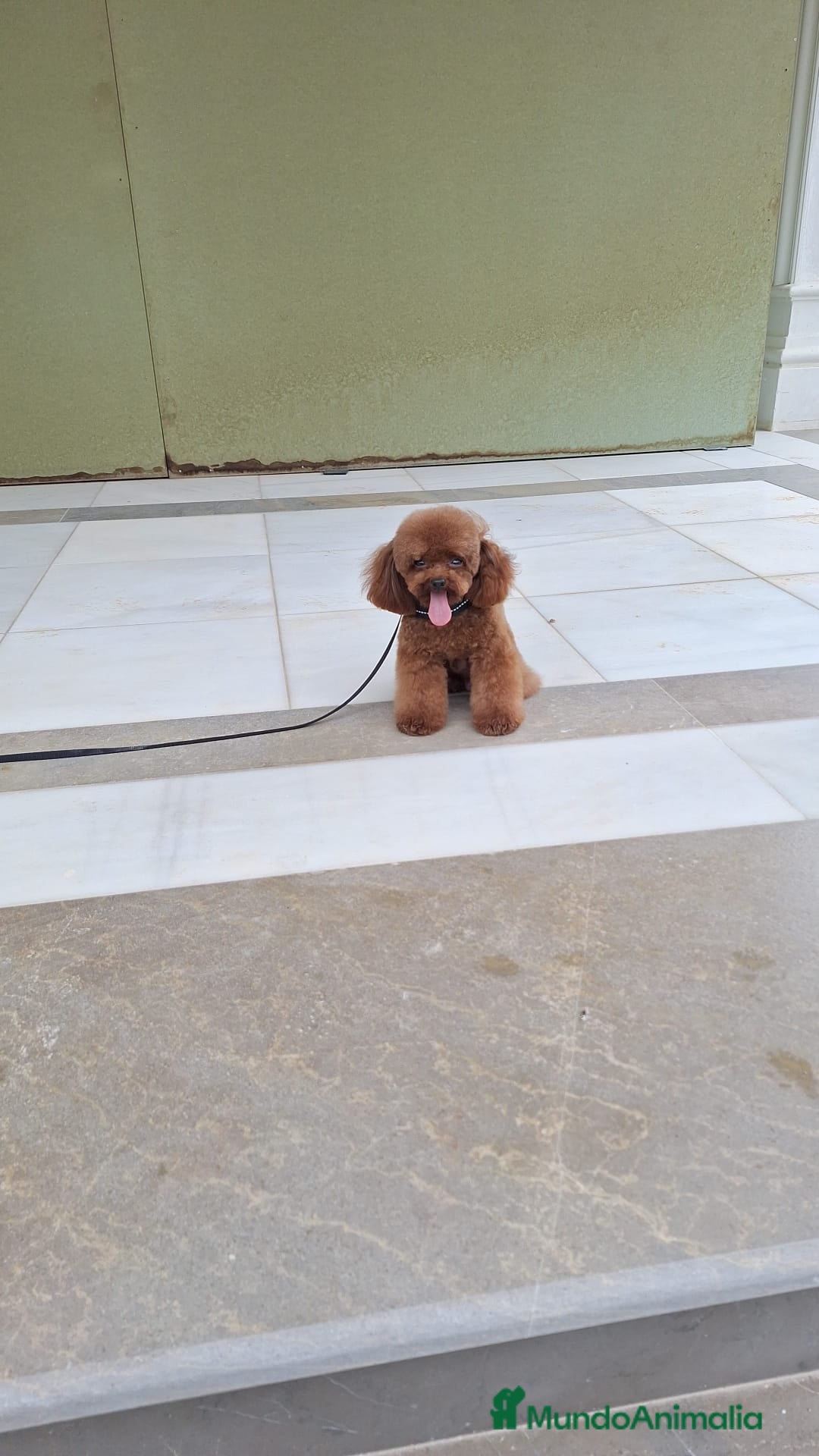 Maltipoo perros en venta: Maltipoo bebes para enero preciosos  - Anuncio 2