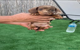 Teckel perros en venta: Teckel arlequín chocolate  - Imagen 1
