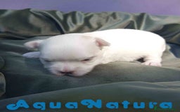 Bichón Maltés perros en venta: Bichon Maltes Macho 1 AQUANATURA - Imagen 2