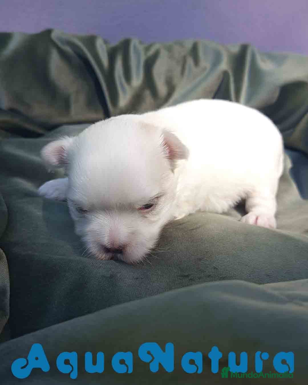 Bichón Maltés perros en venta: Bichon Maltes Macho 1 AQUANATURA - Imagen 2