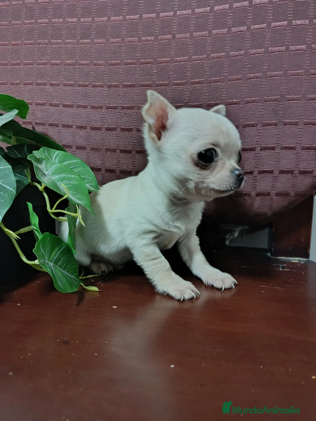Chihuahua perros en venta: Chihuahuas machos muy lindos y muy toy - Anuncio 2