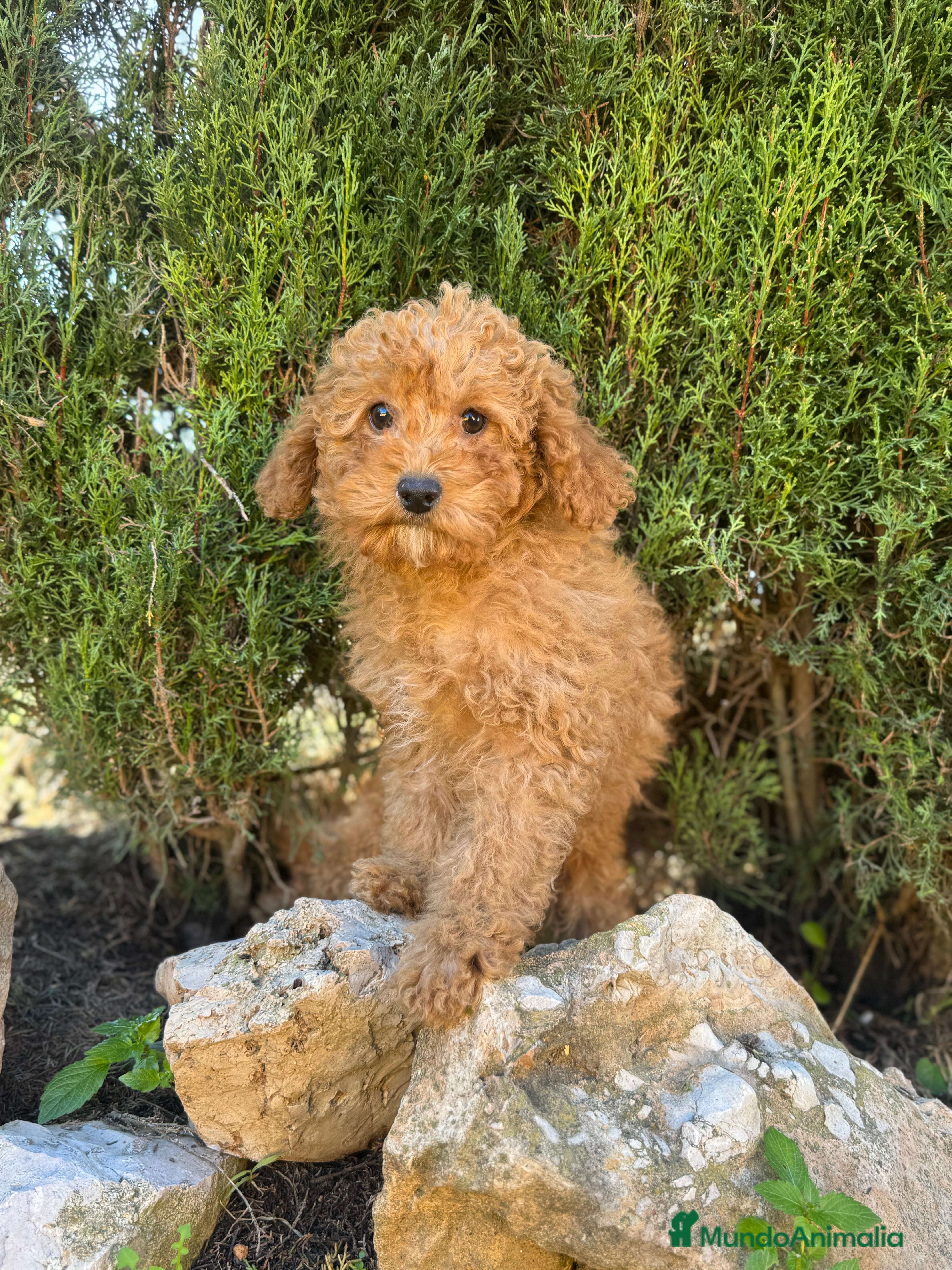 Caniche Enano perros CANICHE ENANA APRICOT OSCURO GARANTIA - Anuncio 2