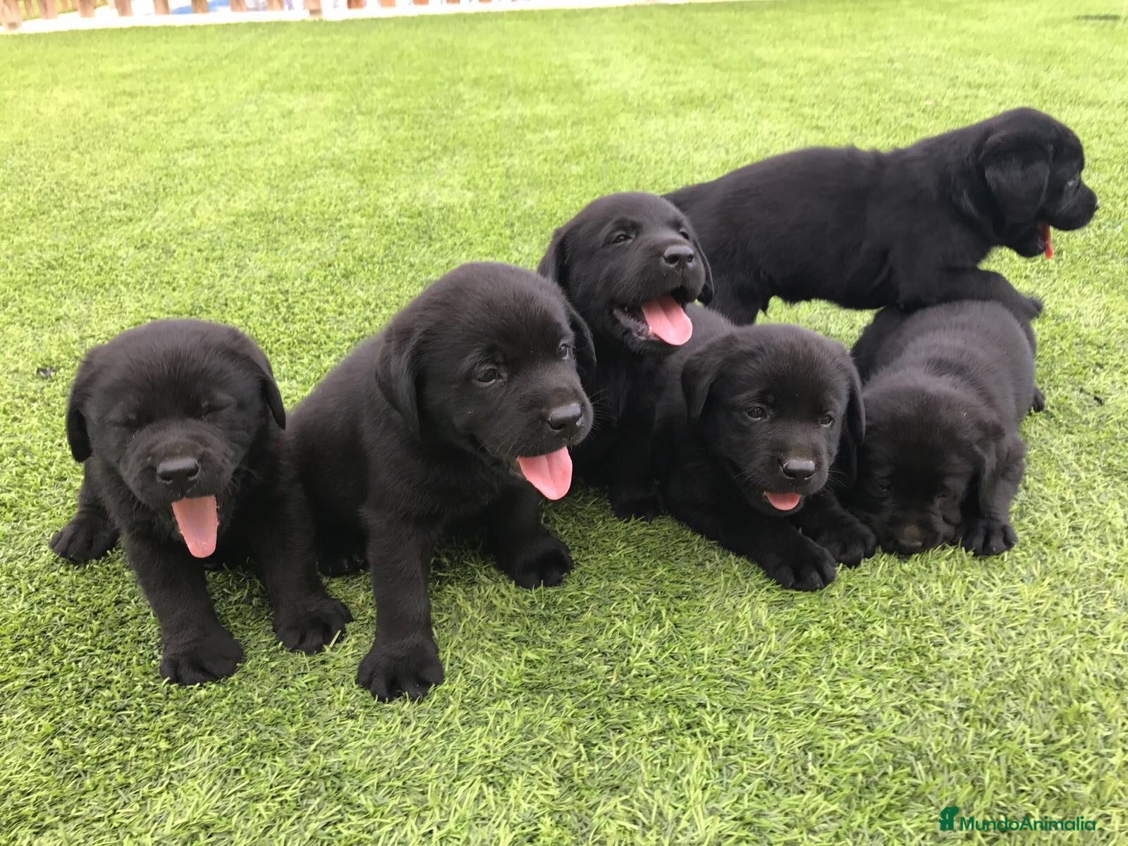 Labrador Retriever perros Cachorros labrador negro con pedigree  - Anuncio 1