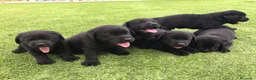 Labrador Retriever perros en venta: Cachorros labrador negro con pedigree  - Anuncio 1