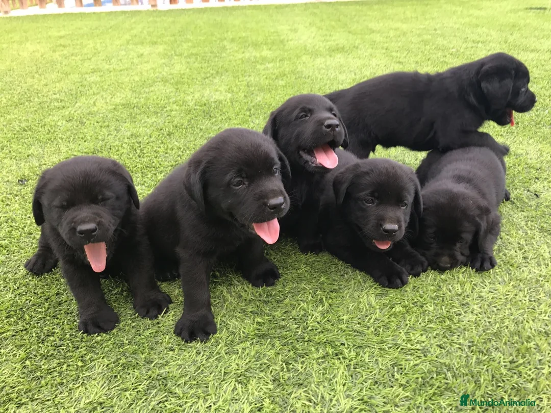 Labrador Retriever perros en venta: Cachorros labrador negro con pedigree  - Anuncio 1