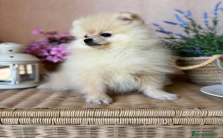 Pomerania perros - Anuncio 6