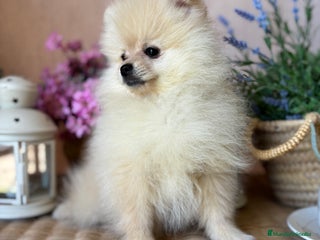 Pomerania perros - Anuncio 4