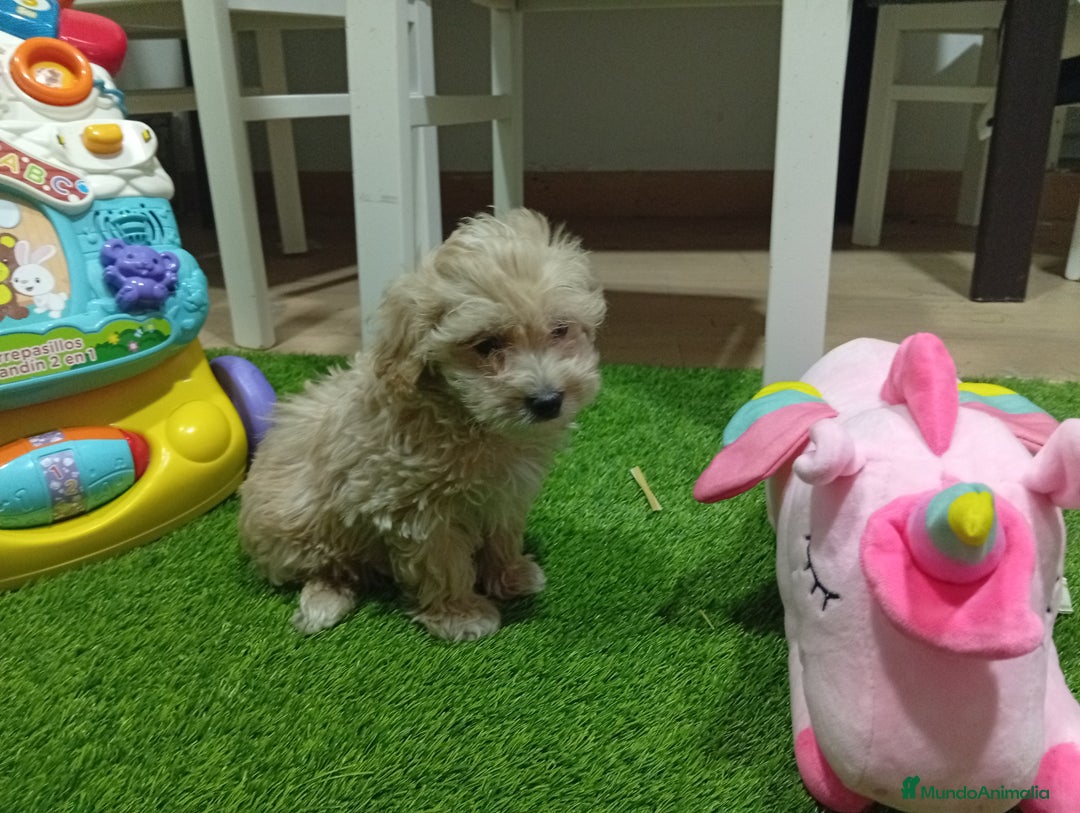 Maltipoo perros en venta: Maltipoo - Anuncio 2