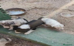 Border Collie perros en venta: Nueva camada border collie  - Imagen 9