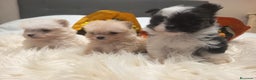 Pekinés perros en venta: Pekinés Imperial  - Anuncio 1