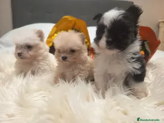 Pekinés perros Pekinés Imperial - Anuncio 28