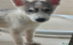 Husky Siberiano perros en venta: Husky siberiano  - Imagen 6
