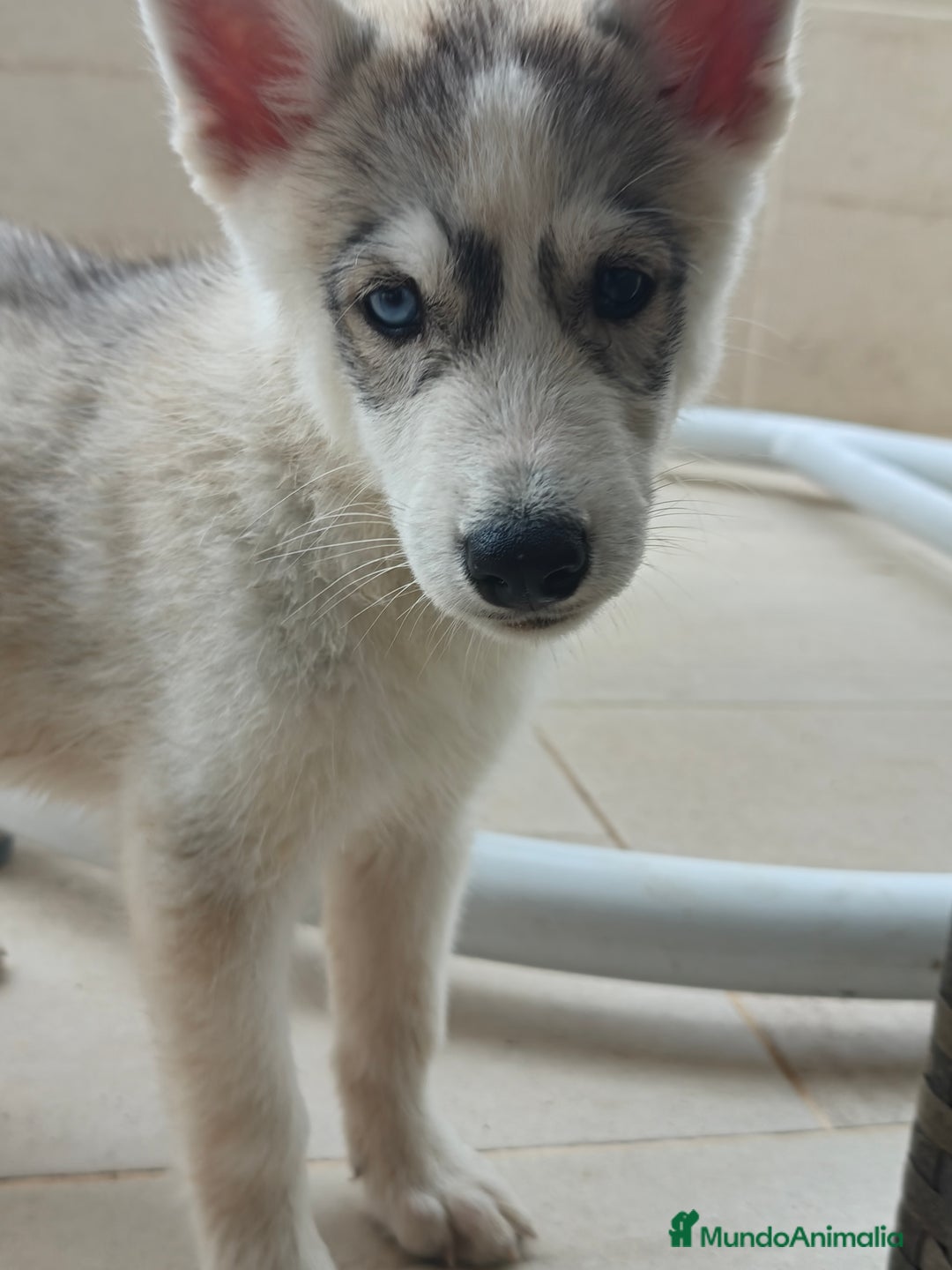 Husky Siberiano perros en venta: Husky siberiano  - Imagen 6