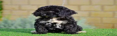 CACHORRA HEMBRA LLAMADA BOIRA