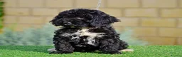 Perro de Agua Español perros en venta: Perro de agua , cachorros  - Anuncio 30