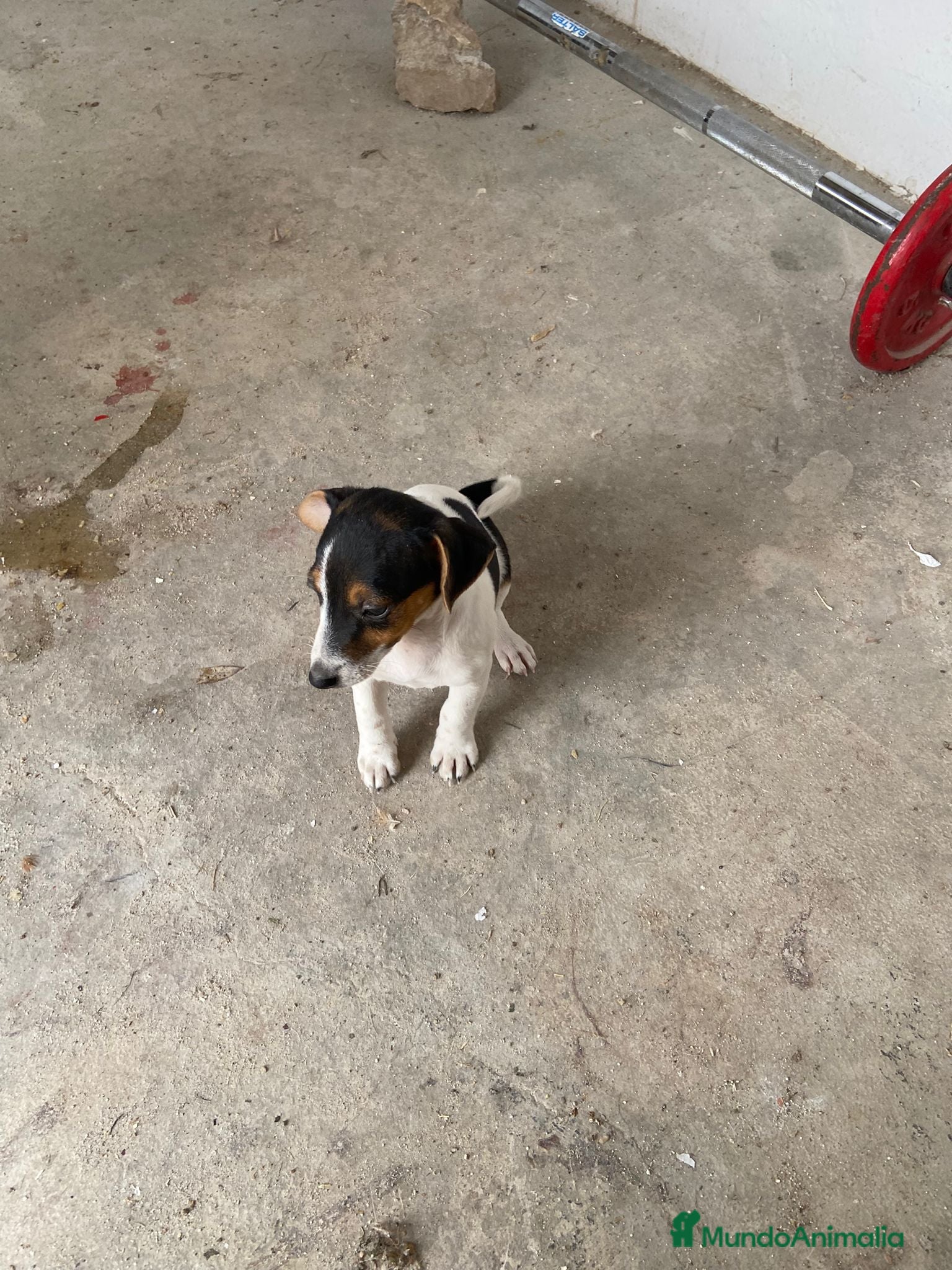 Jack Russell Terrier perros Jack Russell Terrier  - Anuncio 1