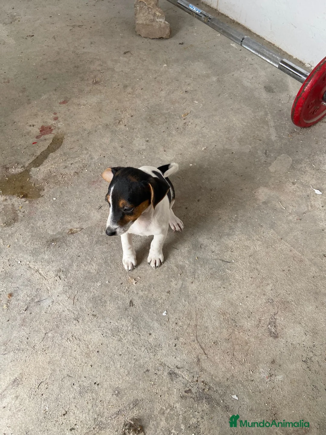 Jack Russell Terrier perros en venta: Jack Russell Terrier  - Anuncio 1