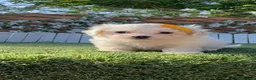 Bichón Maltés perros en venta: BICHON MALTES-DULZURA EN ESTADO PURO - Anuncio 4