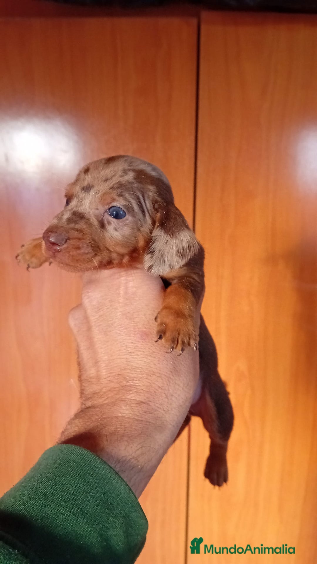 Teckel Miniatura perros en venta: Teckel kaninchen  - Imagen 5