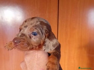 Teckel Miniatura perros - Anuncio 4