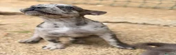 Bulldog Francés perros en venta: Hembra bulldog frances merle  - Anuncio 6