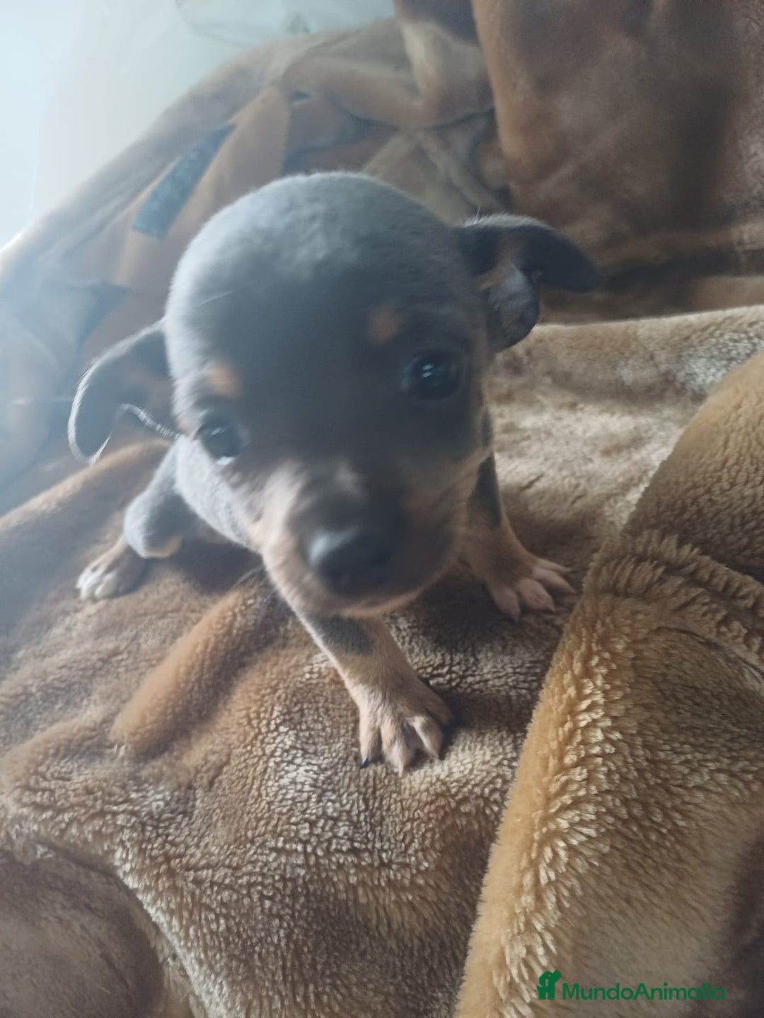 Chihuahua perros en venta: Hembra chihuahua blue  - Anuncio 4