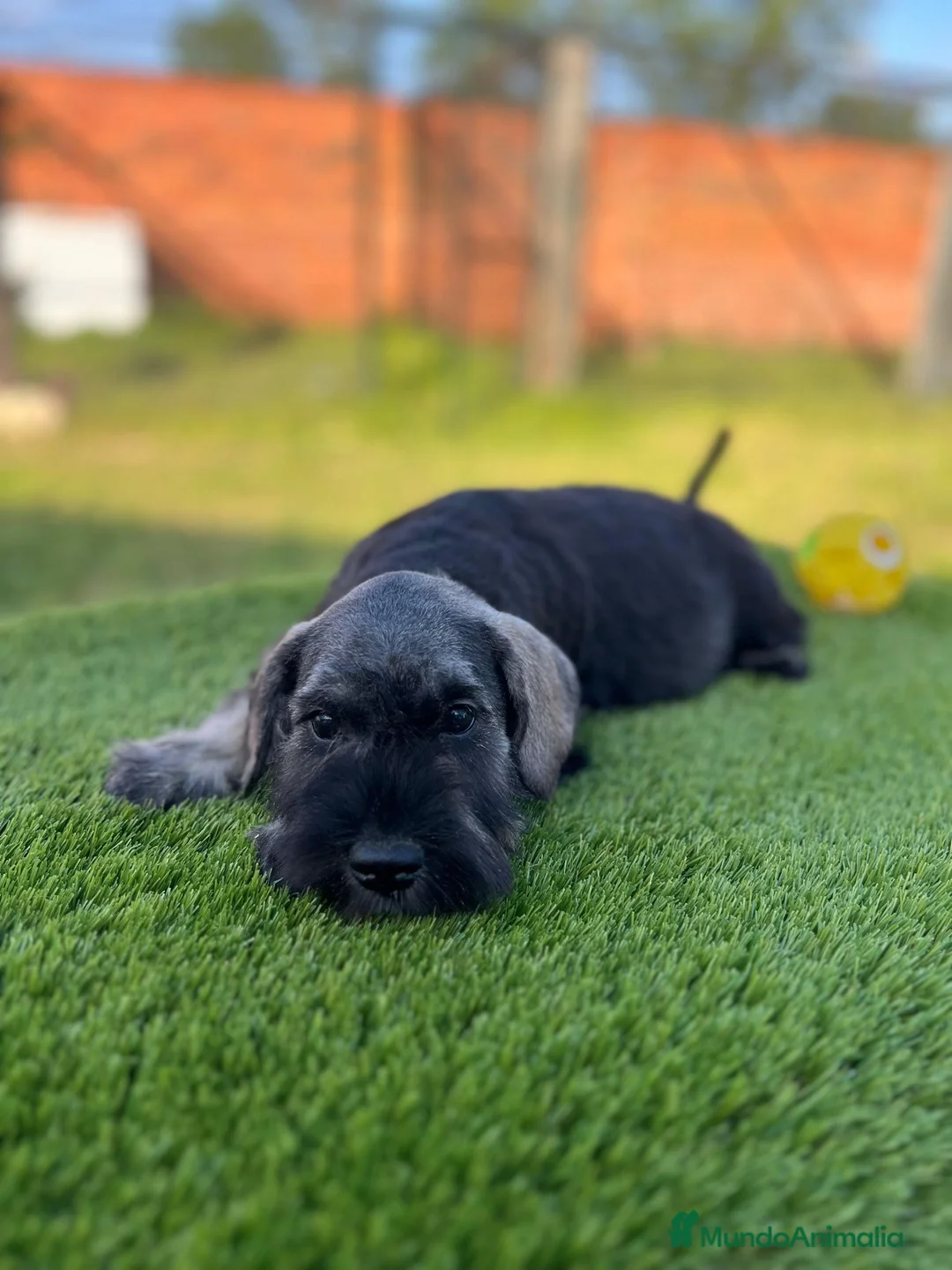 Schnauzer Miniatura perros en venta: Schnauzer miniatura  - Anuncio 2