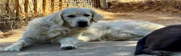 Golden Retriever perros en venta: Golden retriever  - Anuncio 1
