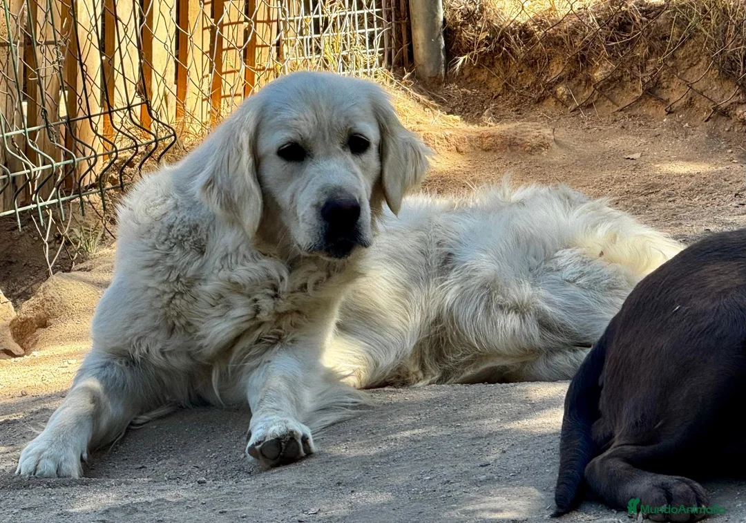 Golden Retriever perros en venta: Golden retriever  - Anuncio 1