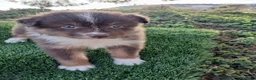 Pastor Australiano perros en venta: PASTOR AUSTRALIANO - Anuncio 6