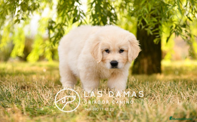Golden Retriever perros en Rubena - Propaganda 15